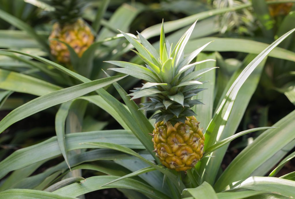 Pineapple Ananas comosus growing on plant with selective focus | Quest Mindshare Pineapple used as a reminder to question C-level requests in B2B survey targeting